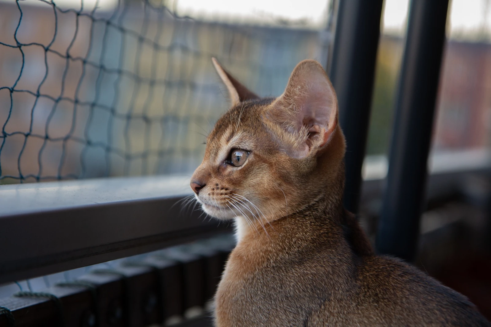 Abyssinian