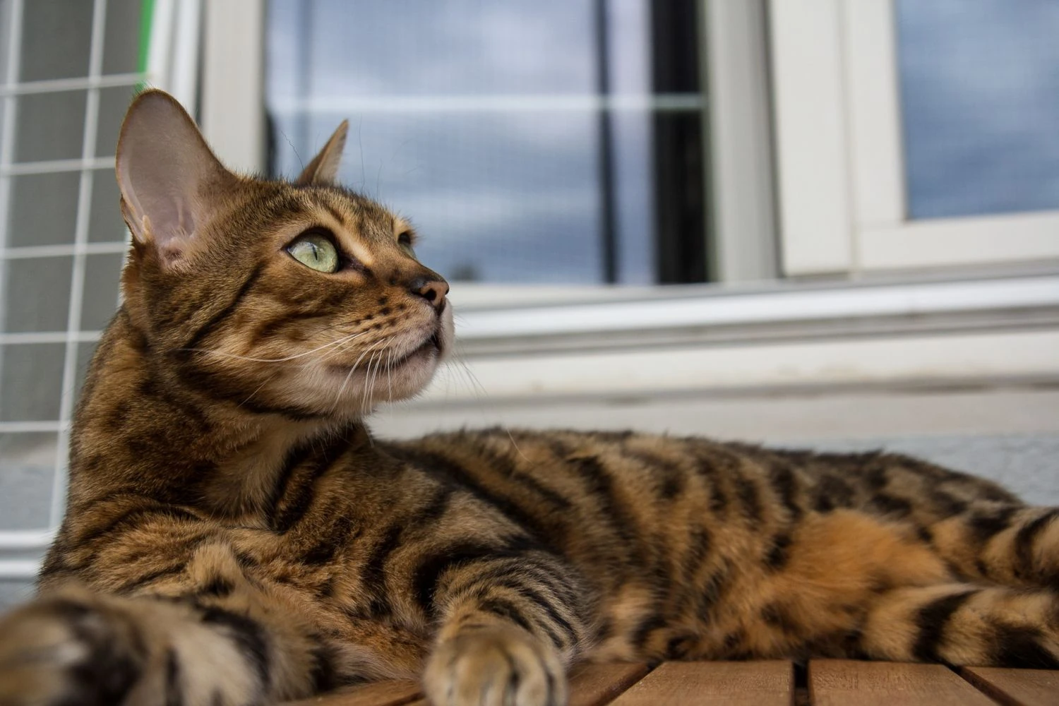 Bengal