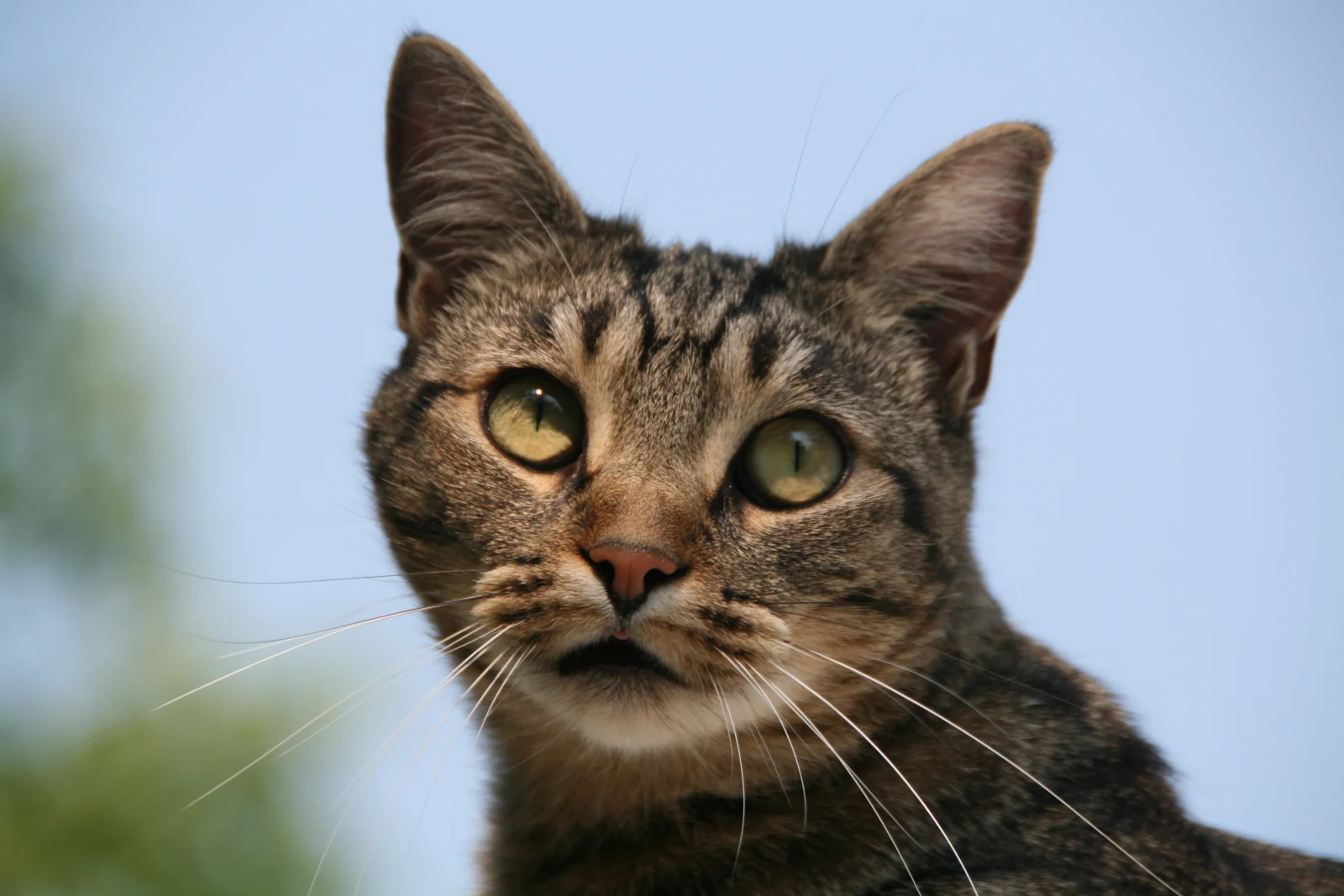 European Shorthair