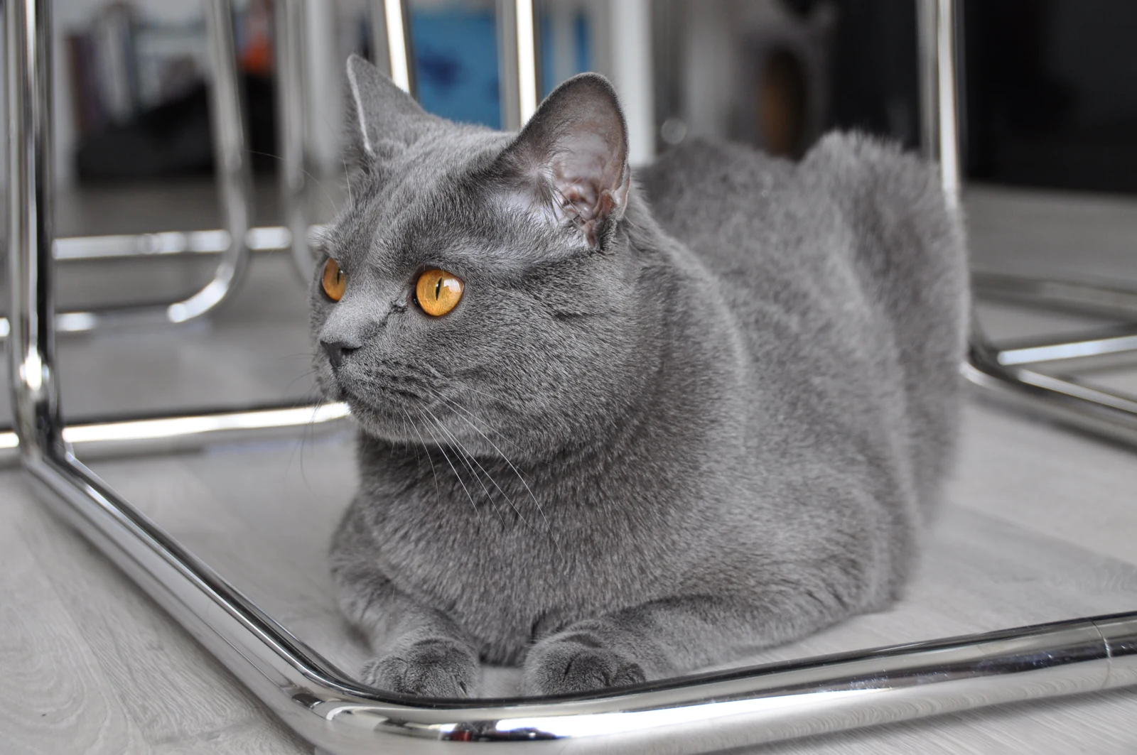 Chartreux