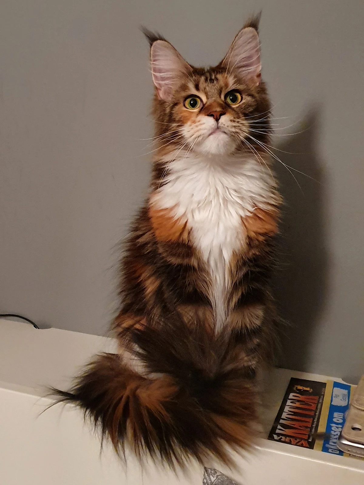 Maine Coon