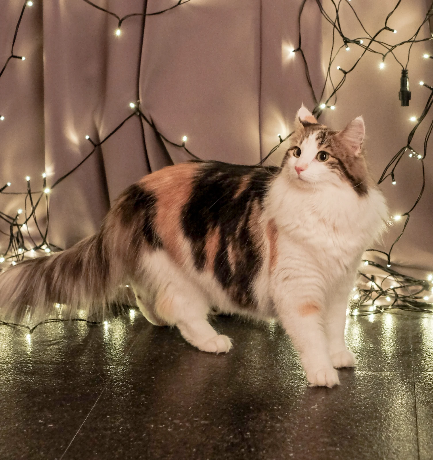 Norwegian Forest Cat