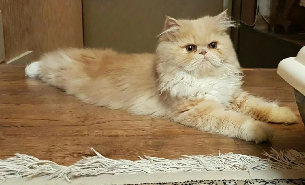 Persian