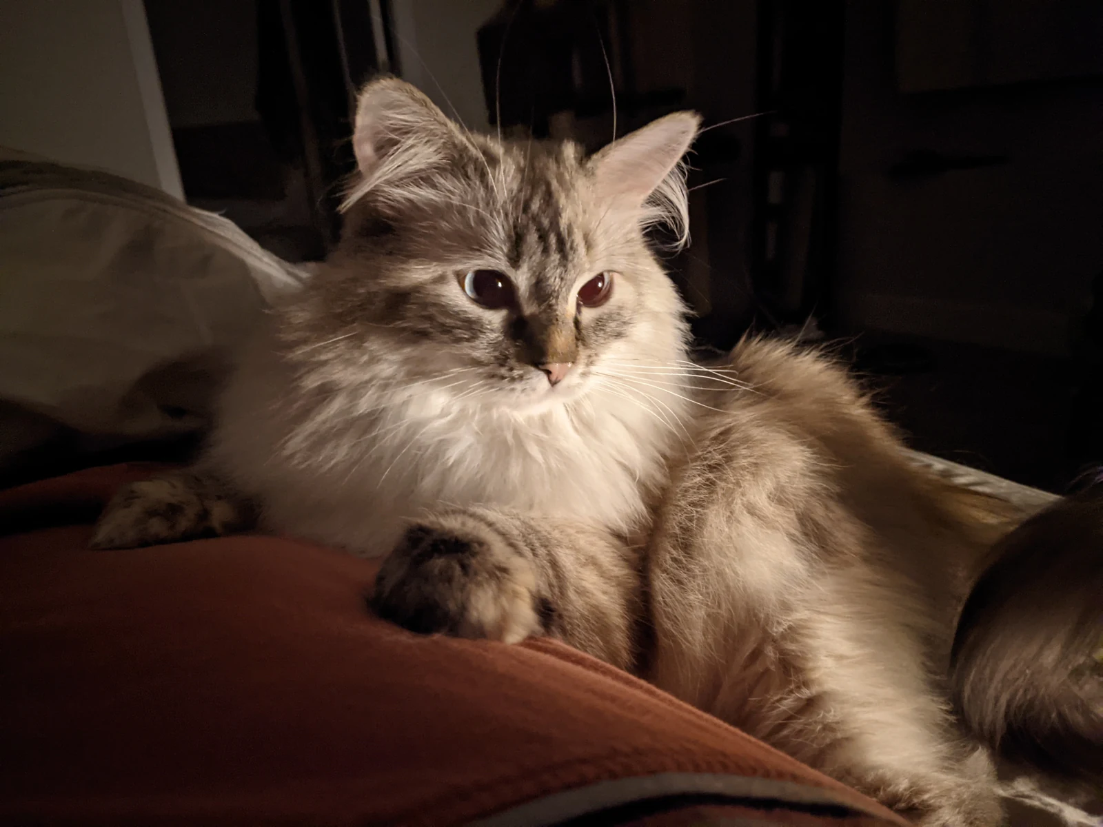 Ragdoll