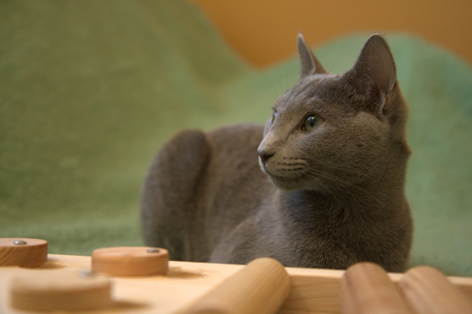 Russian Blue