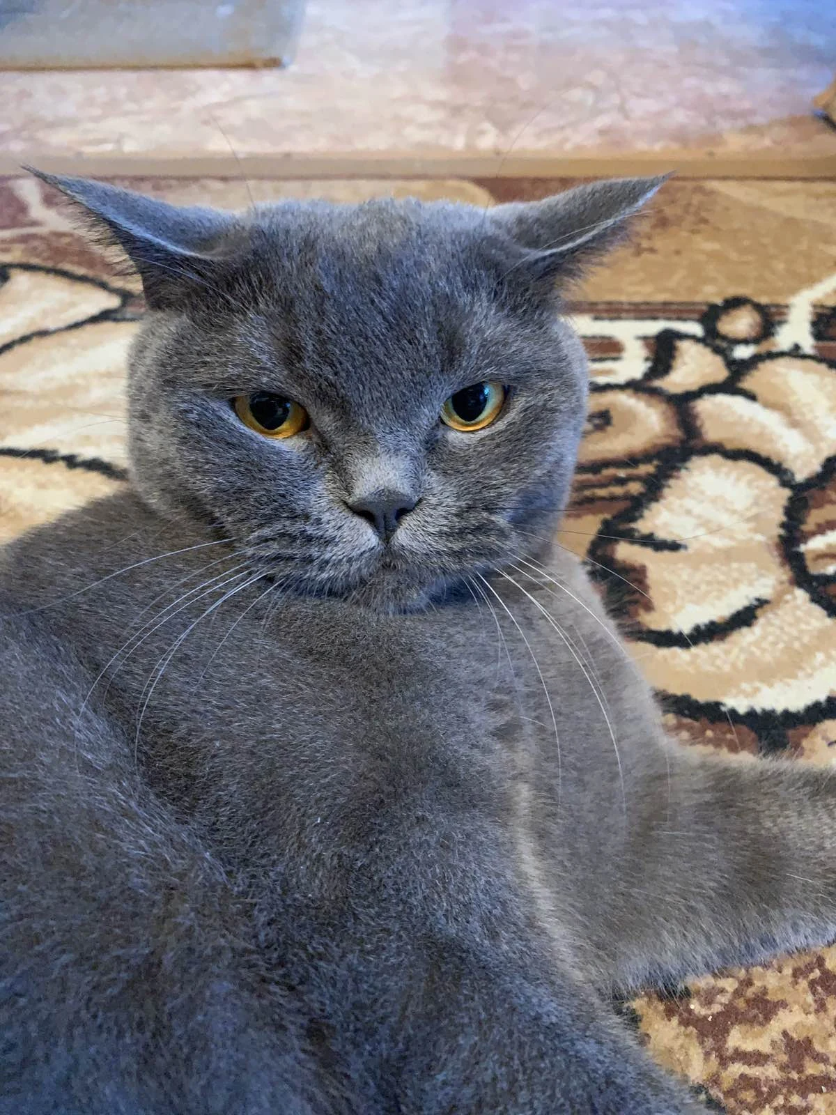 Scottish Fold