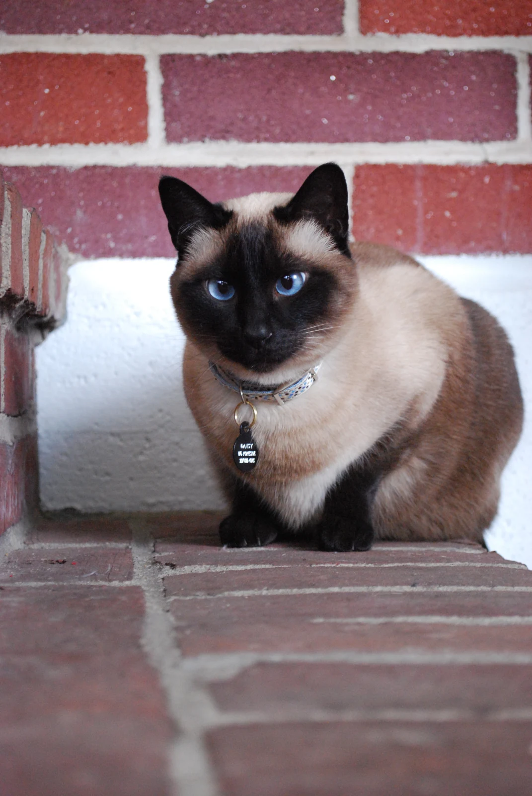 Siamese
