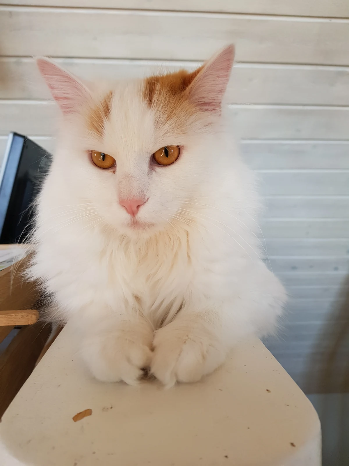 Turkish Van