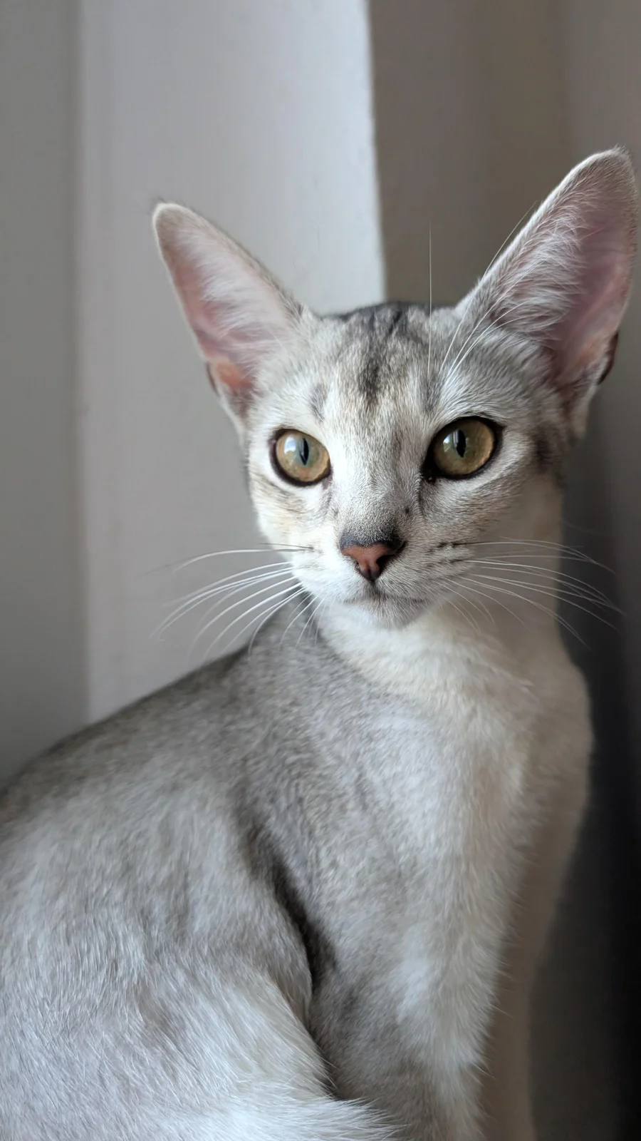 Merlin with silver fur and green eyes