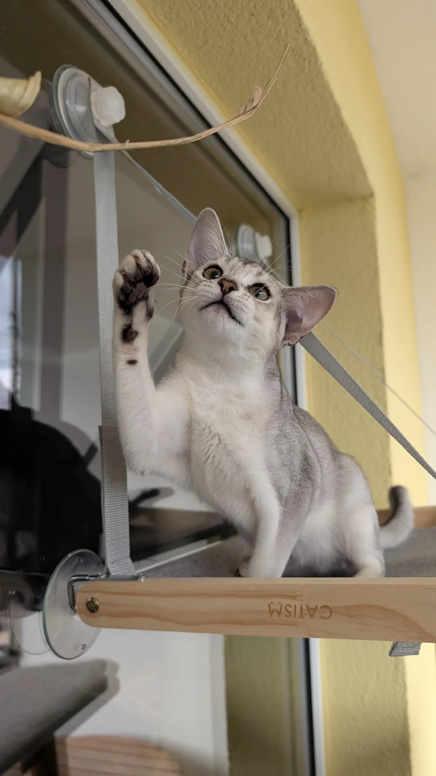 Curiosity has paws.