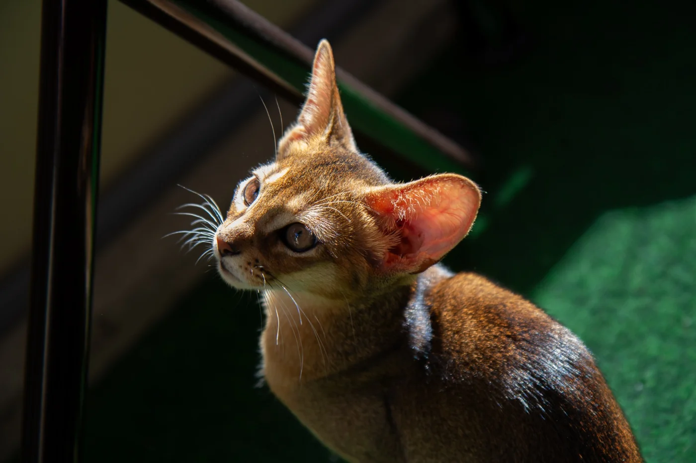 Odin in the sunlight.