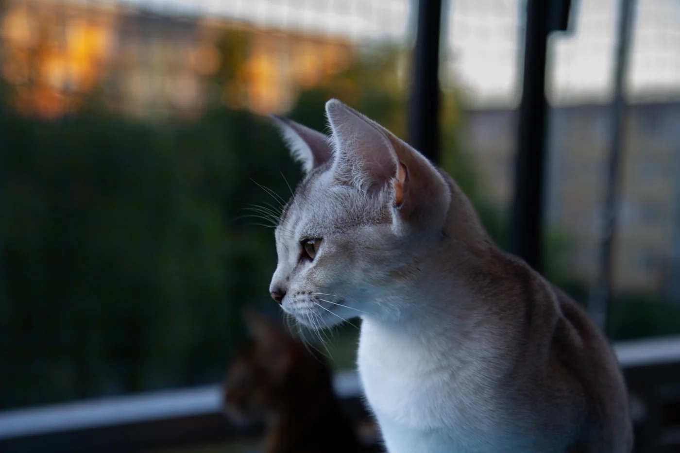 Merlin looking out from the balcony.