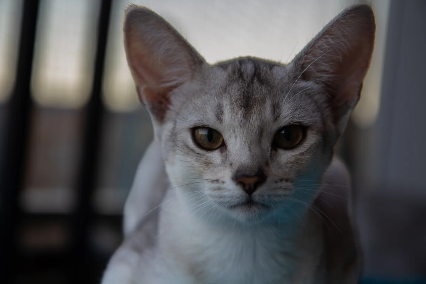 Portrait of Merlin