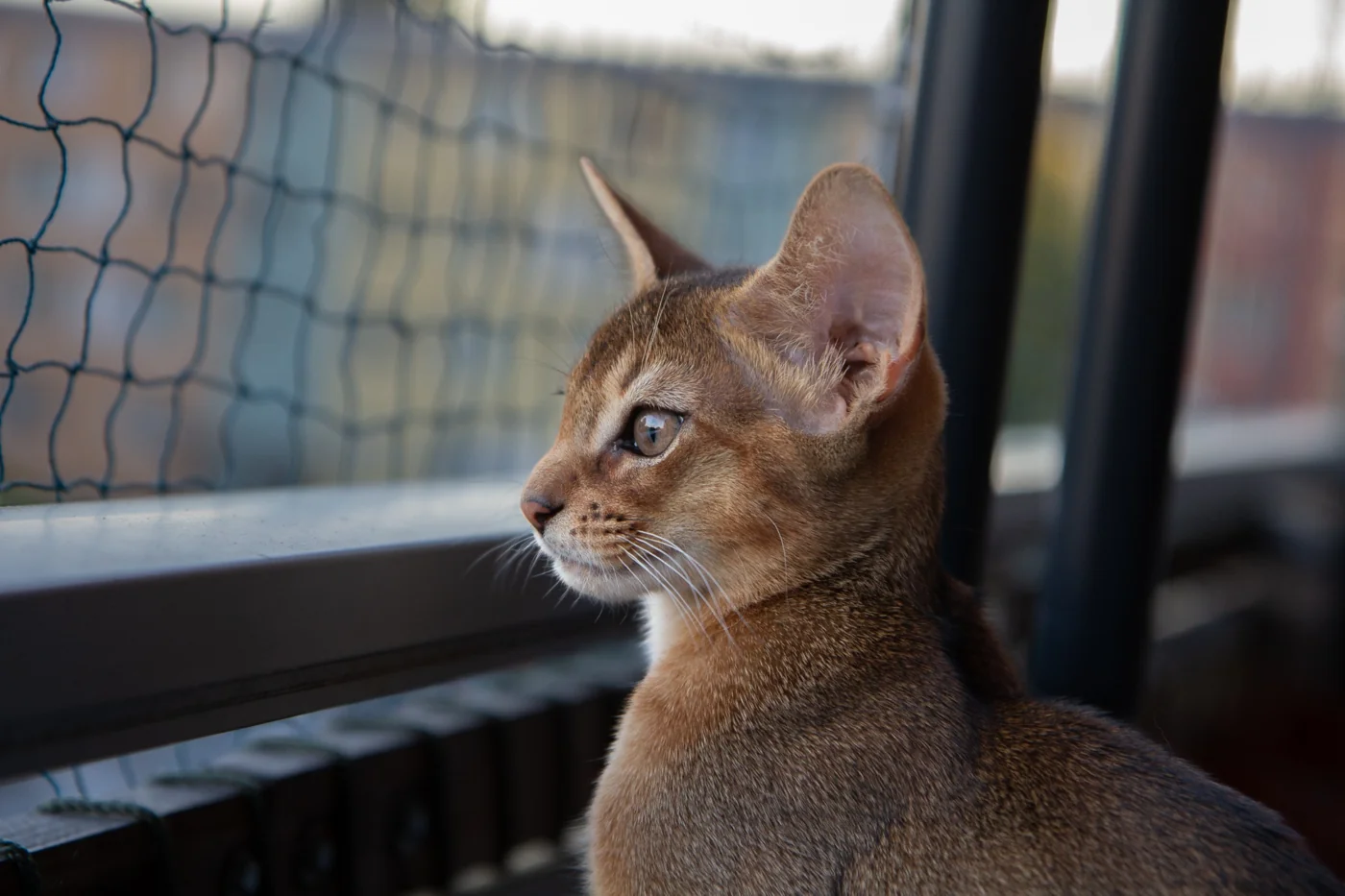 Odin watching the world.