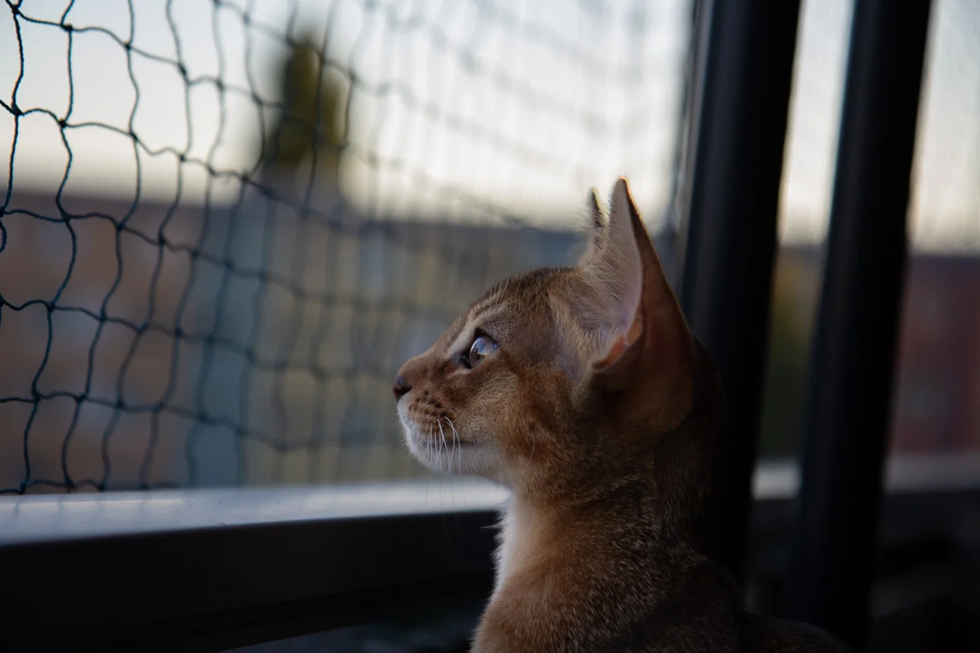 Odin looking up with curiosity.