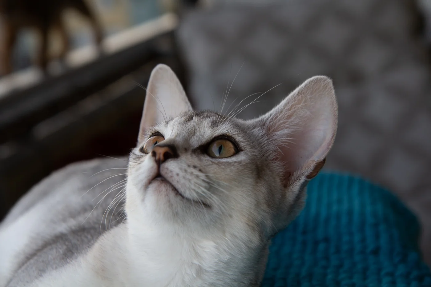 Merlin on the blue blanket.