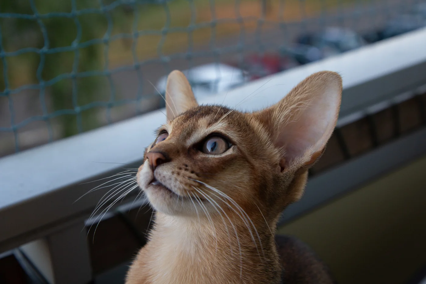 Odin spotting something above him.