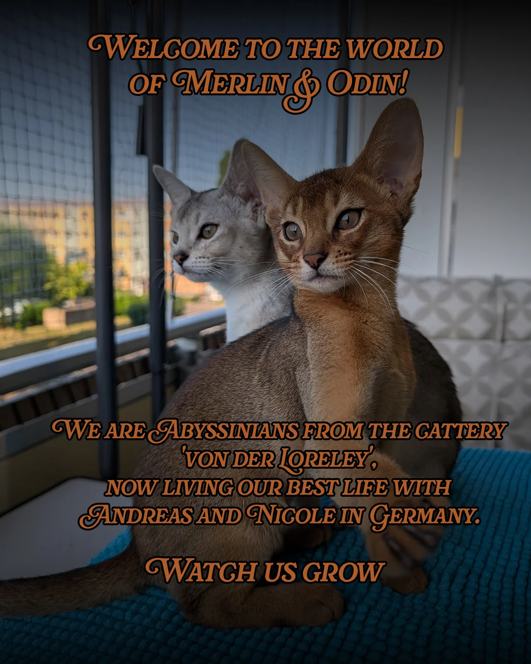 Merlin and Odin on the balcony. Their Instagram introduction describes their home with Andreas and Nicole.
