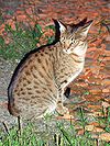 Ocicat